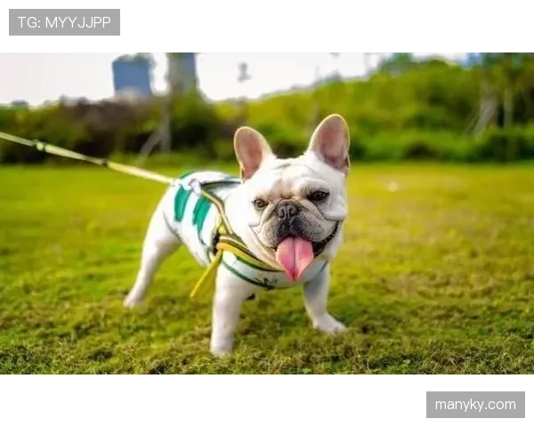 小罗退役后还在夜店蹦迪，豪宅里养了三只斗牛犬